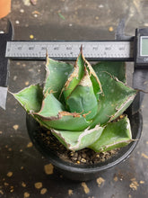 Load image into Gallery viewer, Agave titanota the crazy
