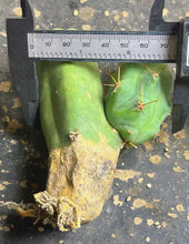 Load image into Gallery viewer, Echinopsis lageniformis f. monstruosa

