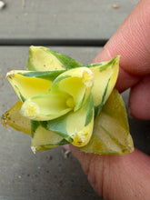 Load image into Gallery viewer, Agave  ‘ohi raijin’ yellow mediopicta variegated
