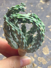Load image into Gallery viewer, Euphorbia inermis
