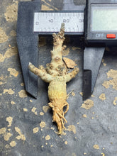 Load image into Gallery viewer, Boswellia nana
