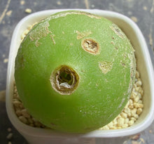 Load image into Gallery viewer, Bowiea volubilis
