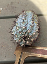 Load image into Gallery viewer, Cipocereus bradei
