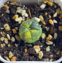 Load image into Gallery viewer, Astrophytum asterias Variegated
