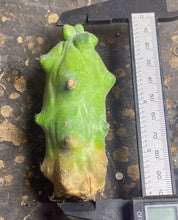 Load image into Gallery viewer, Boobie Cactus’ Myrtillocactus geometrizans 'Fukurokuryuzinboku'
