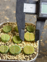 Load image into Gallery viewer, Lithops hallii ‘green soapstone ‘c111A(each)
