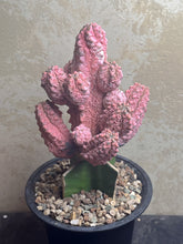 Load image into Gallery viewer, Euphorbia abdelkuri Variegated
