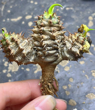 Load image into Gallery viewer, Euphorbia parvimedusae
