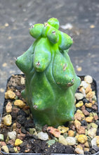 Load image into Gallery viewer, Boobie Cactus’ Myrtillocactus geometrizans 'Fukurokuryuzinboku'
