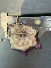 Load image into Gallery viewer, Cactus Gymnocalycium mihanovichii 'Daydream'
