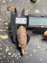 Load image into Gallery viewer, Firmiana Colorata
