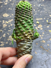 Load image into Gallery viewer, Euphorbia clandestina
