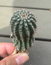 Load image into Gallery viewer, Euphorbia phillipsioides

