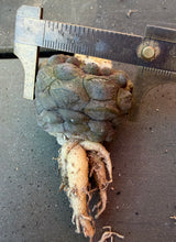 Load image into Gallery viewer, Copiapoa hypogea (Lizard skin)

