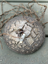 Load image into Gallery viewer, Dioscorea elephantipes

