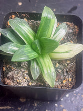 Load image into Gallery viewer, Haworthia heidelbergensis variegated
