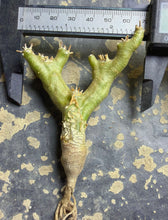Load image into Gallery viewer, Othonna euphorbioide
