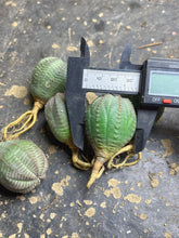 Load image into Gallery viewer, Euphorbia obesa （each）
