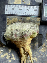 Load image into Gallery viewer, Sulcorebutia
