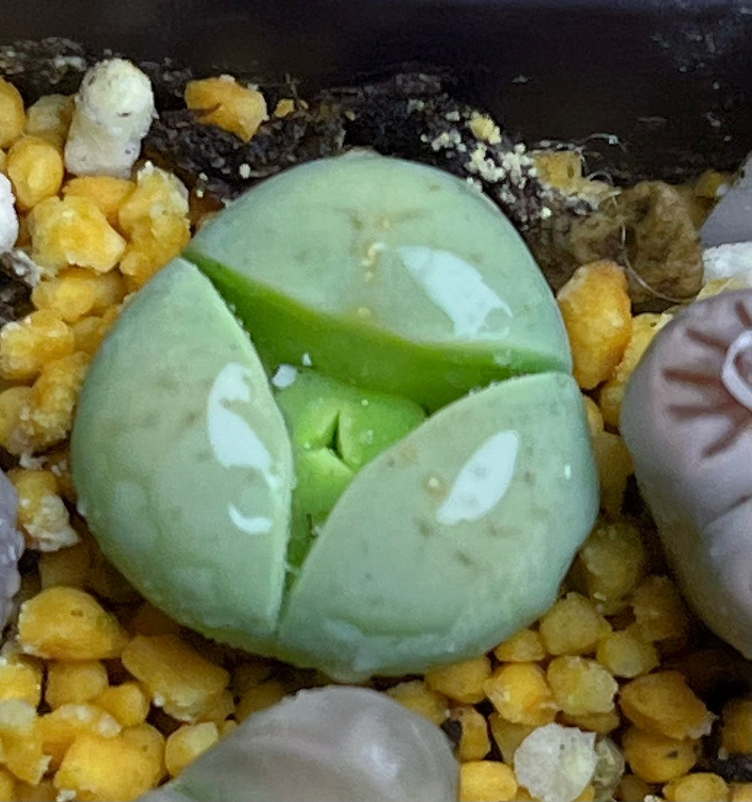 Lithops three leaf