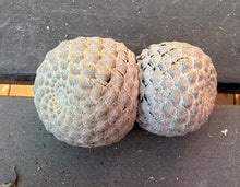 Load image into Gallery viewer, Euphorbia piscidermis
