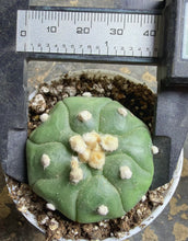 Load image into Gallery viewer, Astrophytum asterias
