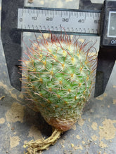 Load image into Gallery viewer, Mammillaria bombycina
