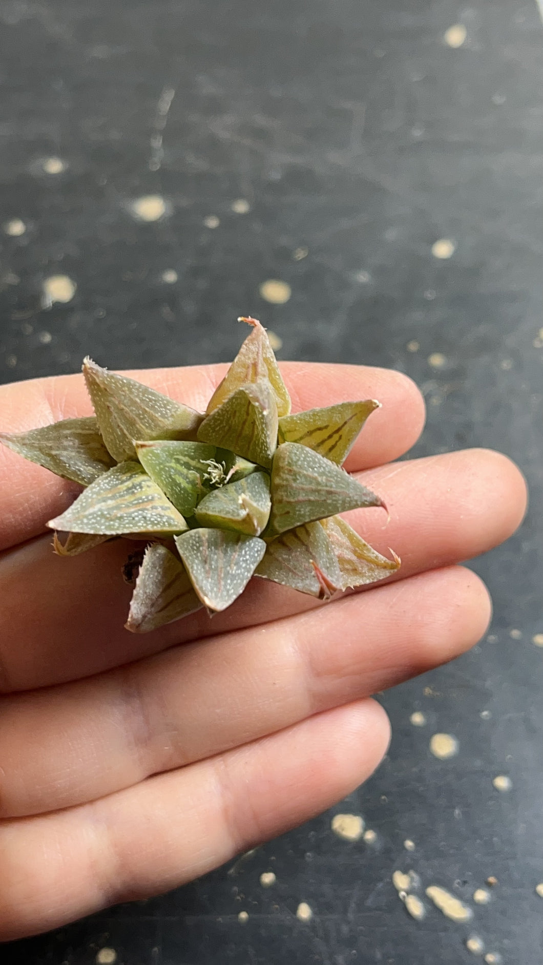 Haworthia retuse