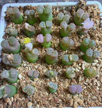 Load image into Gallery viewer, Conophytum caroli, Pink Form
