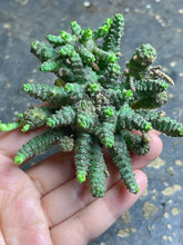 Load image into Gallery viewer, Euphorbia brevirama
