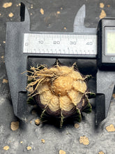 Load image into Gallery viewer, Gymnocalycium Friedrichii
