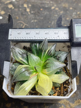 Load image into Gallery viewer, Haworthia magnifica v.atrofusca Variegated
