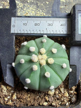 Load image into Gallery viewer, Astrophytum asterias
