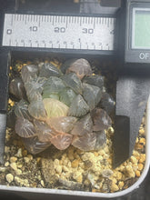 Load image into Gallery viewer, Haworthia obtusa variegated
