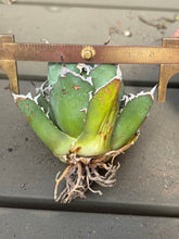 Load image into Gallery viewer, Agave titanota 'Caesar'
