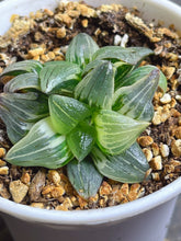 Load image into Gallery viewer, Haworthia mutica var. nigra variegated
