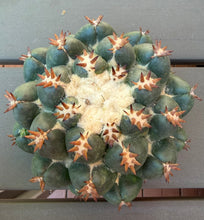 Load image into Gallery viewer, Coryphantha elephantidens（big)
