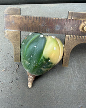 Load image into Gallery viewer, Astrophytum asterias Variegated
