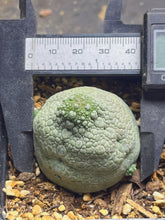 Load image into Gallery viewer, Pseudolithos migiurtinus
