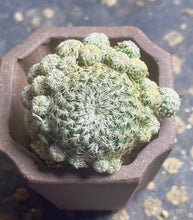 Load image into Gallery viewer, Cactus
