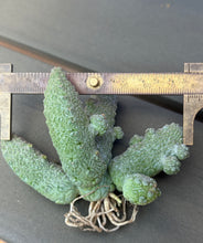Load image into Gallery viewer, Pseudolithos mccoyi
