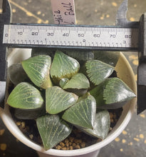Load image into Gallery viewer, Haworthia Crystal Ball
