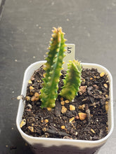 Load image into Gallery viewer, Huernia zebrine variegated
