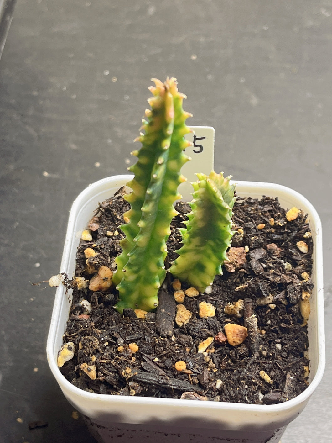 Huernia zebrine variegated