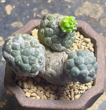 Load image into Gallery viewer, Puna bonnieae f. inermis
