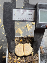 Load image into Gallery viewer, Lithops C309a ‘cafe Lait’
