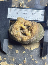 Load image into Gallery viewer, Lophophora peyote crested
