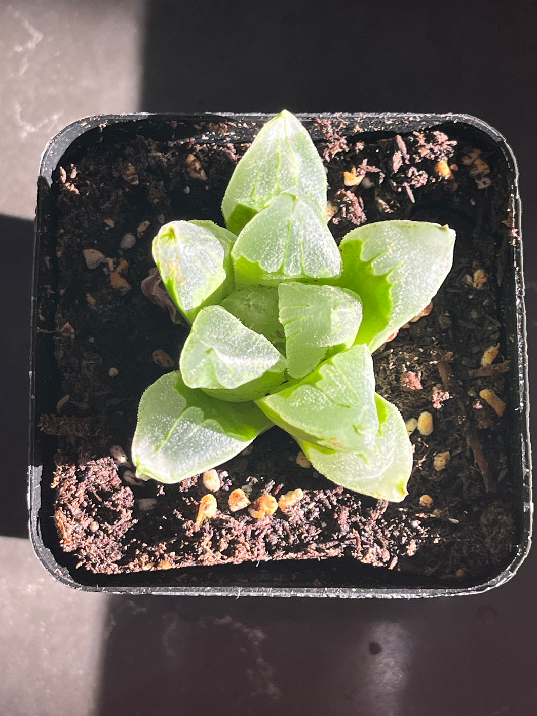 Haworthia Mutant Pygmaea ‘ice city’