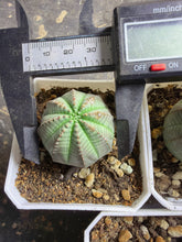 Load image into Gallery viewer, Euphorbia obesa （each）
