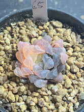Load image into Gallery viewer, Haworthia obtusa variegated

